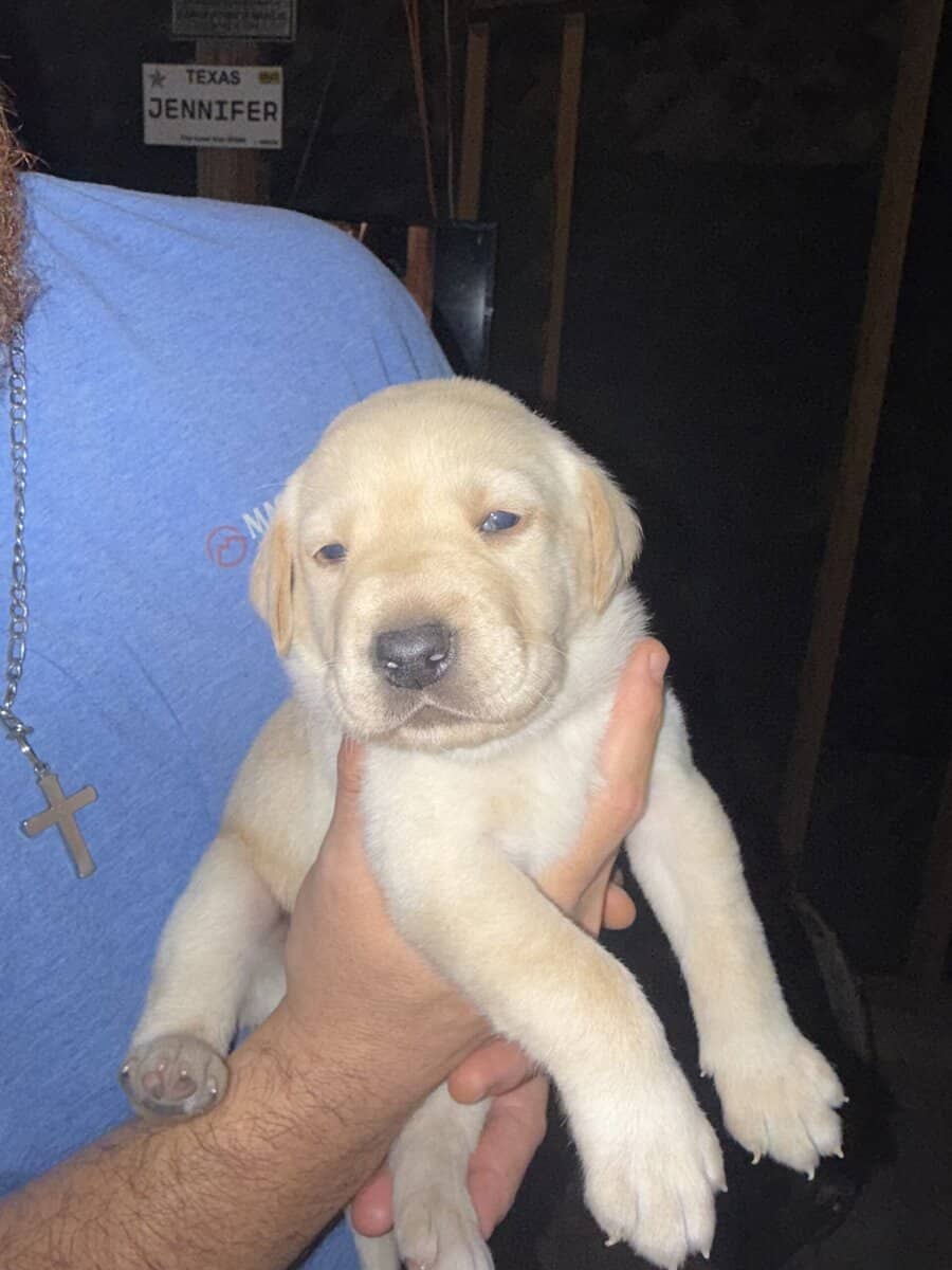 Labrador puppies image 3