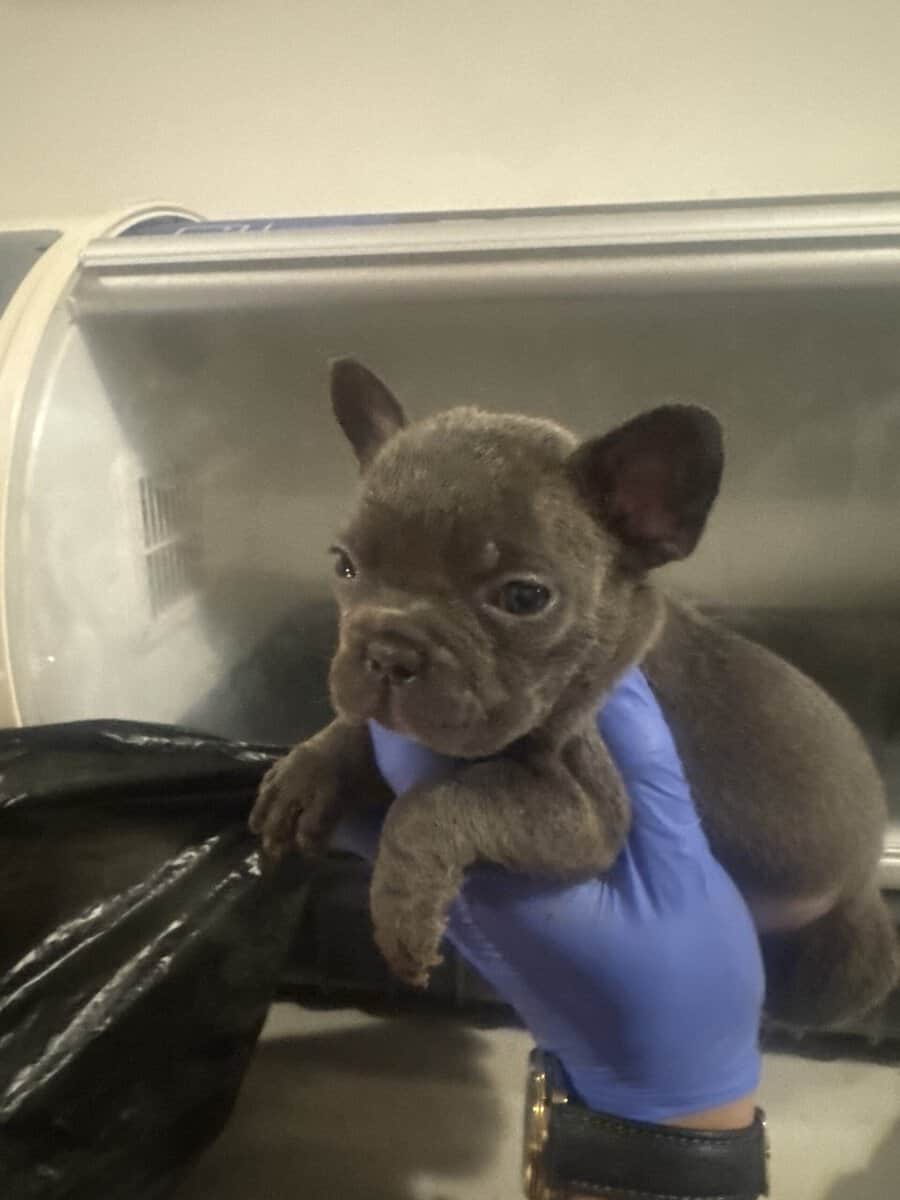 French Bulldog pup image 5