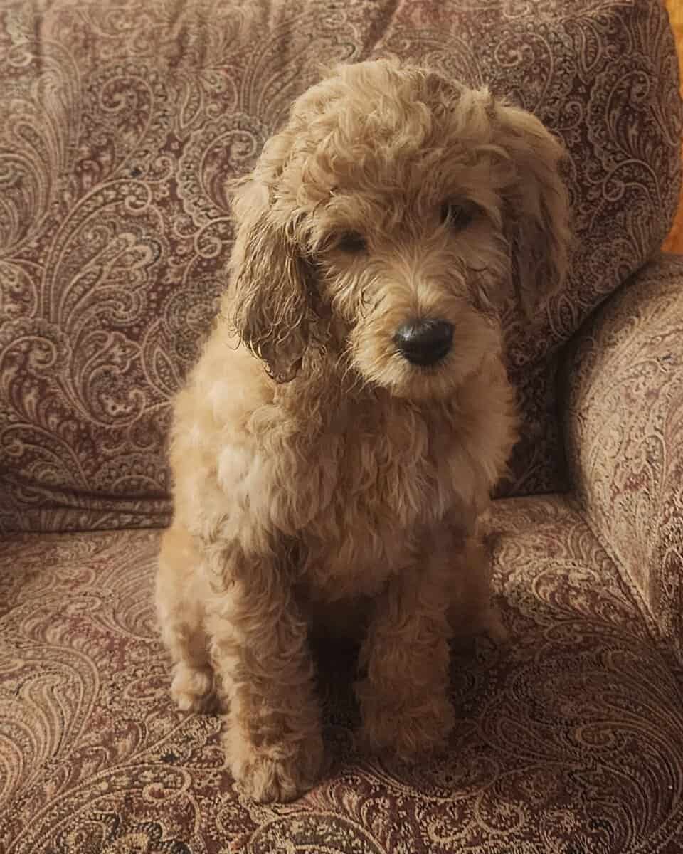 3 goldendoodle F2b puppies image 3
