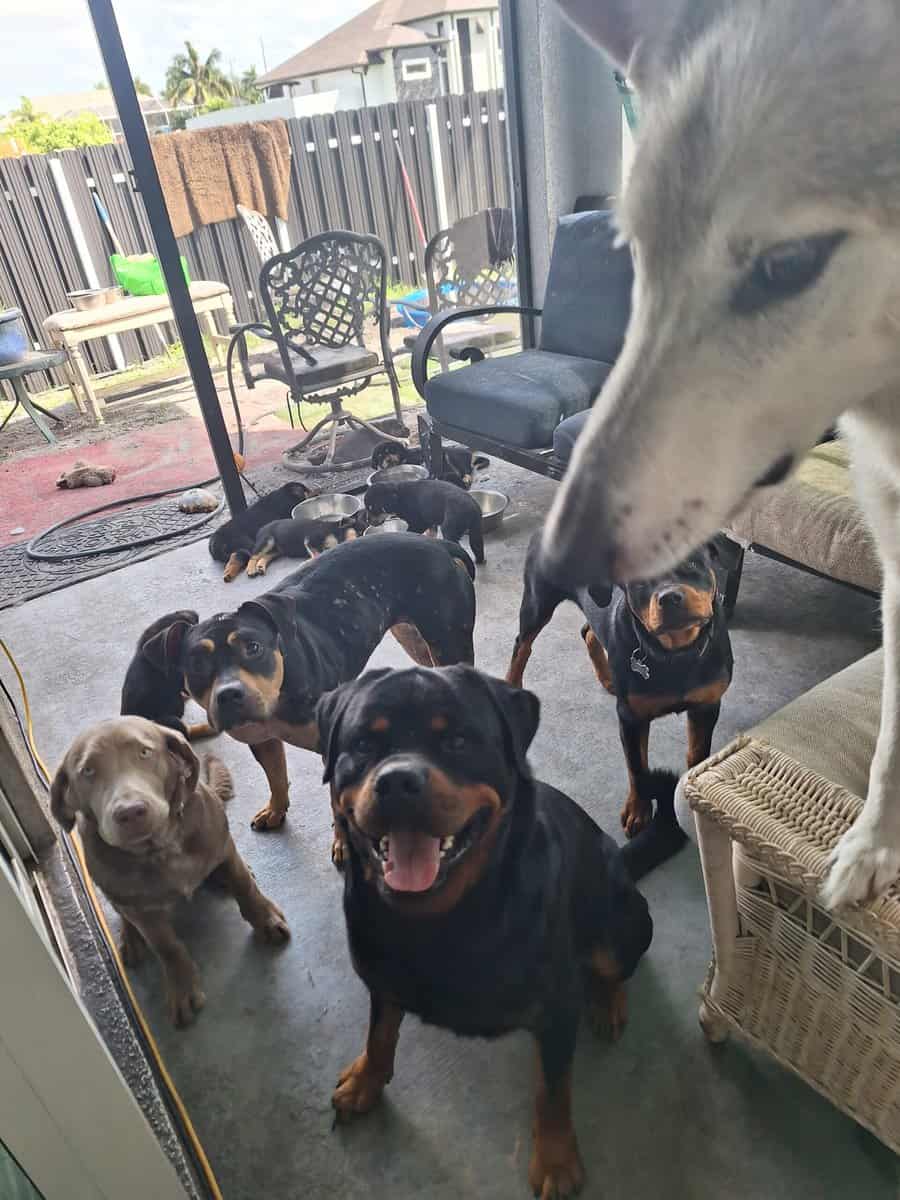AKC Certified Litter Proven Rottweiler Stud image 2
