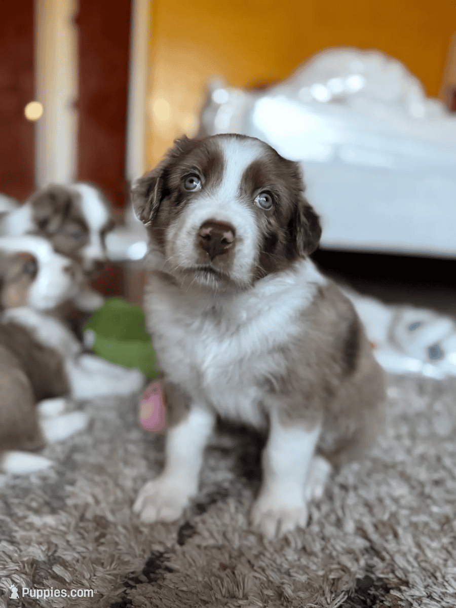 Beautiful Pure breed Aussie puppies image 4
