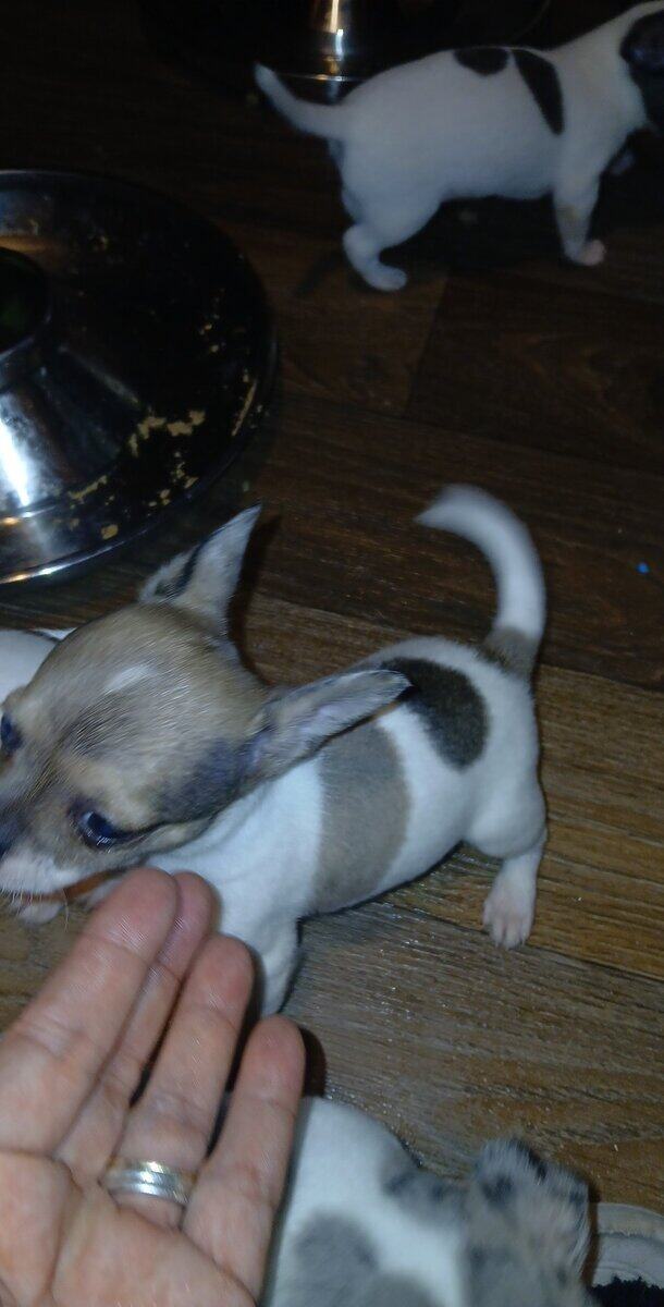 Stunning different colors merle piebald male chihu image 15