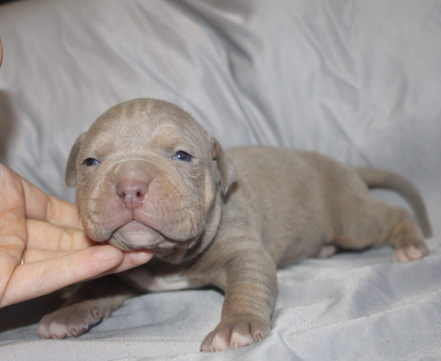 Abkc American Bully Puppies image 6