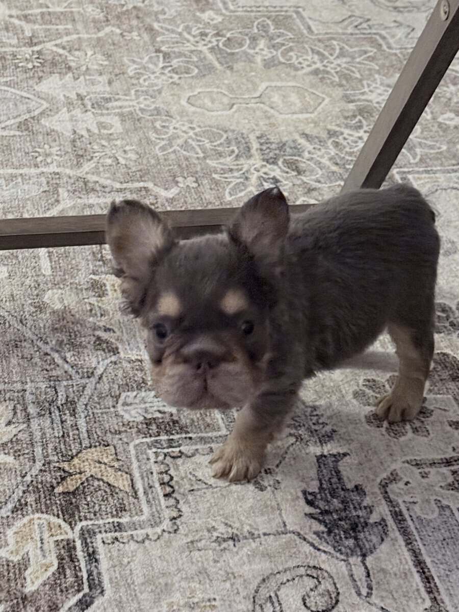 French Bulldog image 1