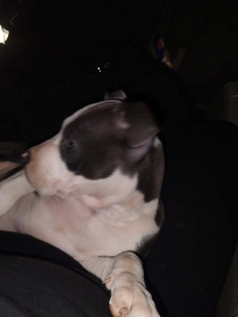 Blue and fawn pitty pups image 2