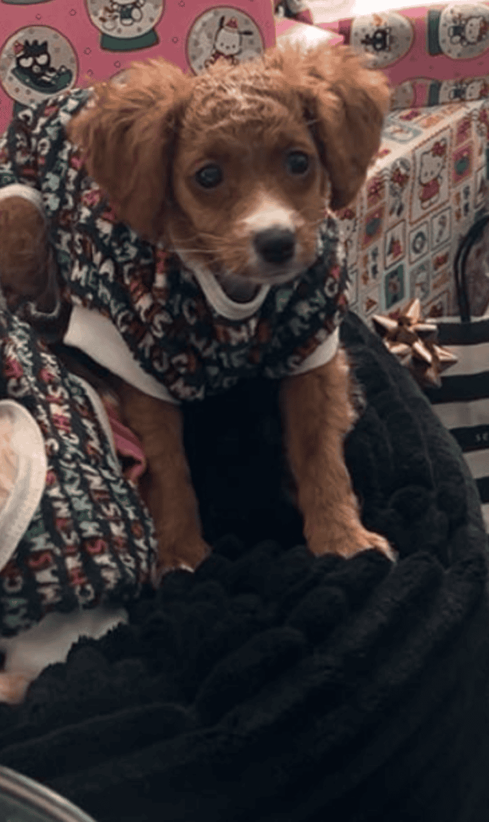 Adorable Golden Doodle Puppy - image 3
