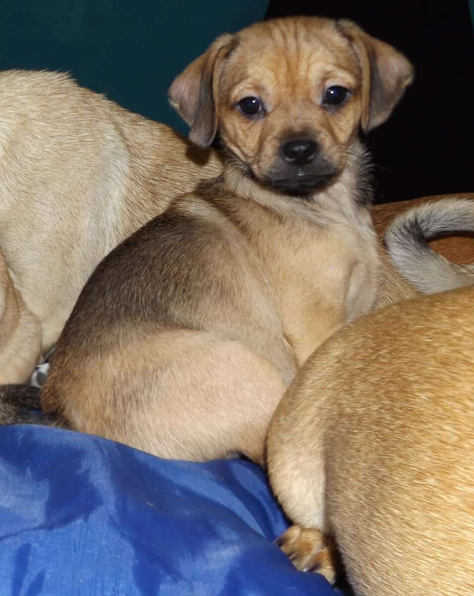 ADOREABLE CHUG PUPPIES BORN 11/05/25 image 2