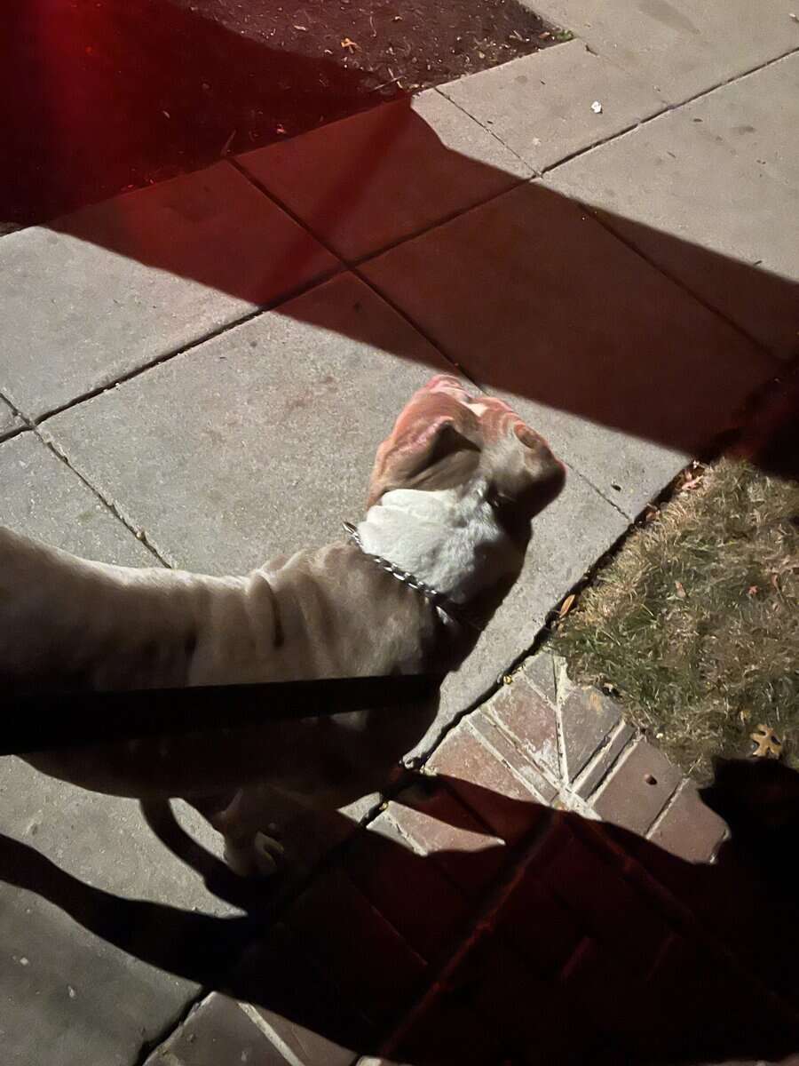 Male Xl bully 3years old image 4