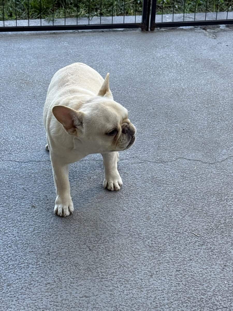 4 MONTHS FEMALE PUPPY FAWN FRENCH BULLDOG image 4
