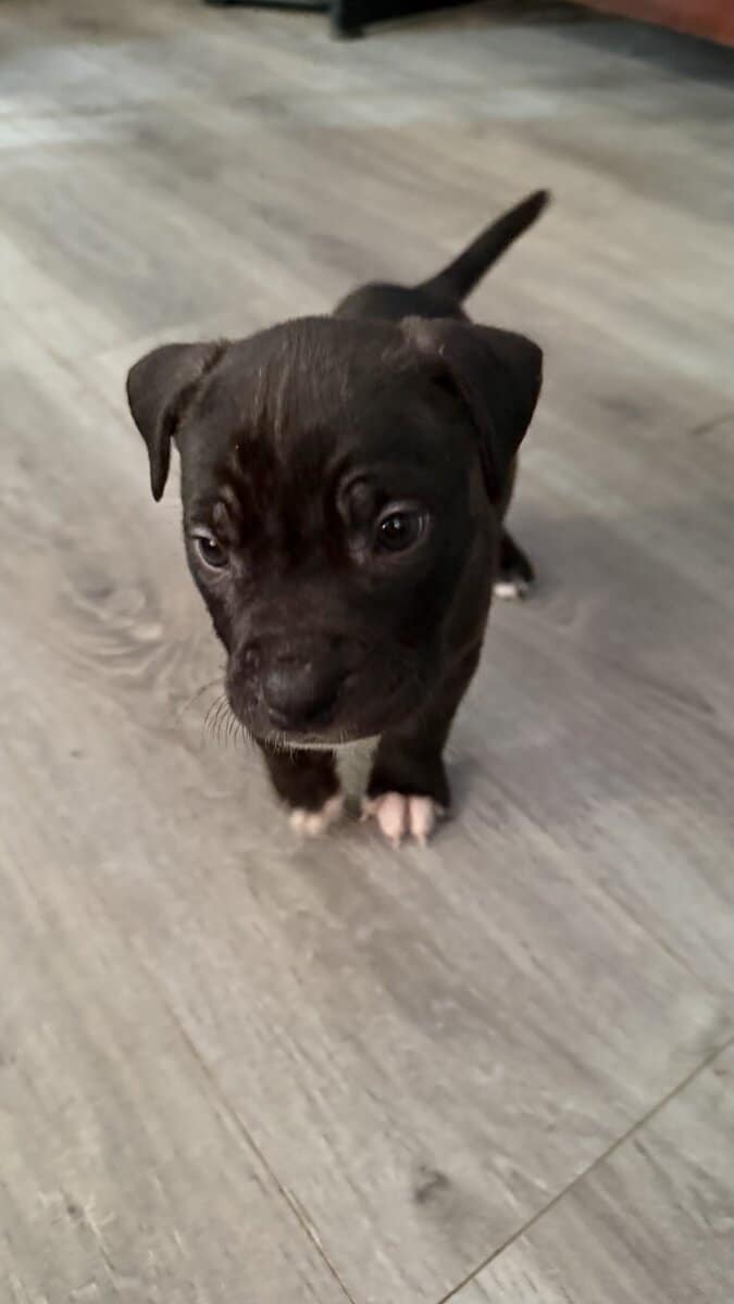 Pit bull puppies for sale!!! image 10