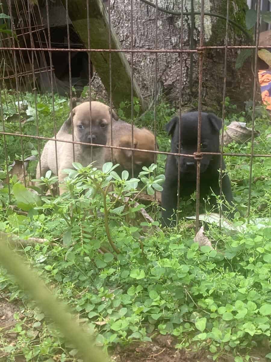 6 week old puppies image 7