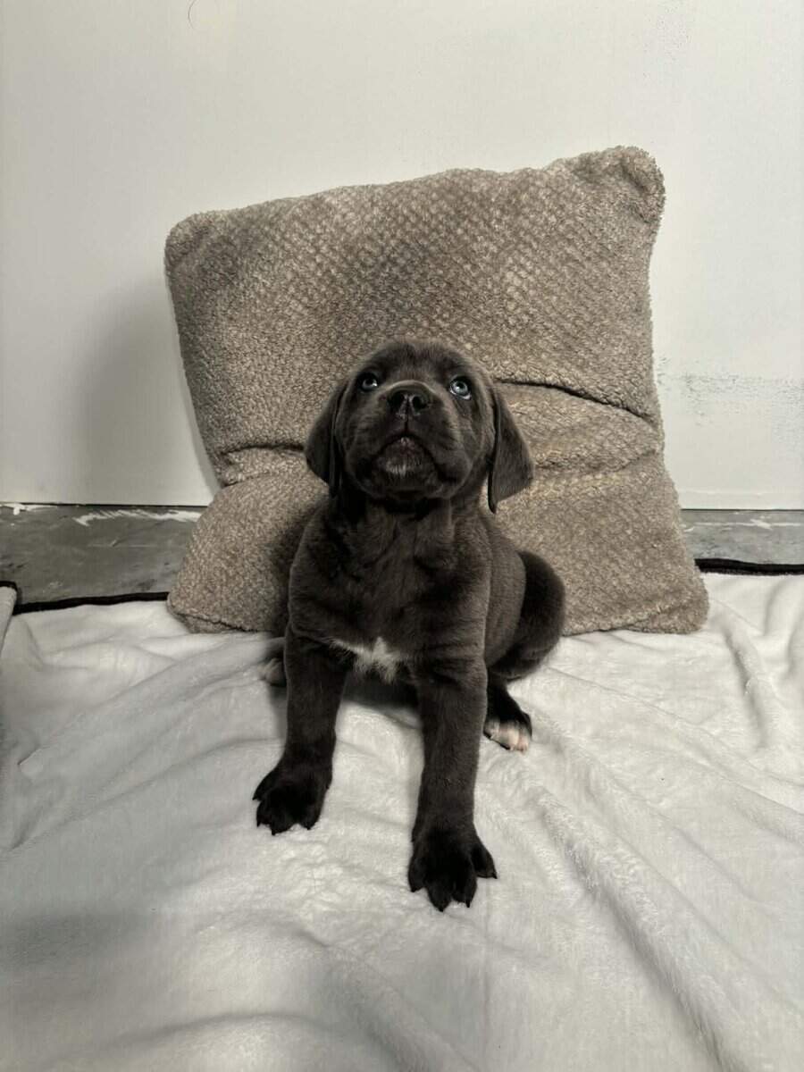 Cane corso puppies image 4