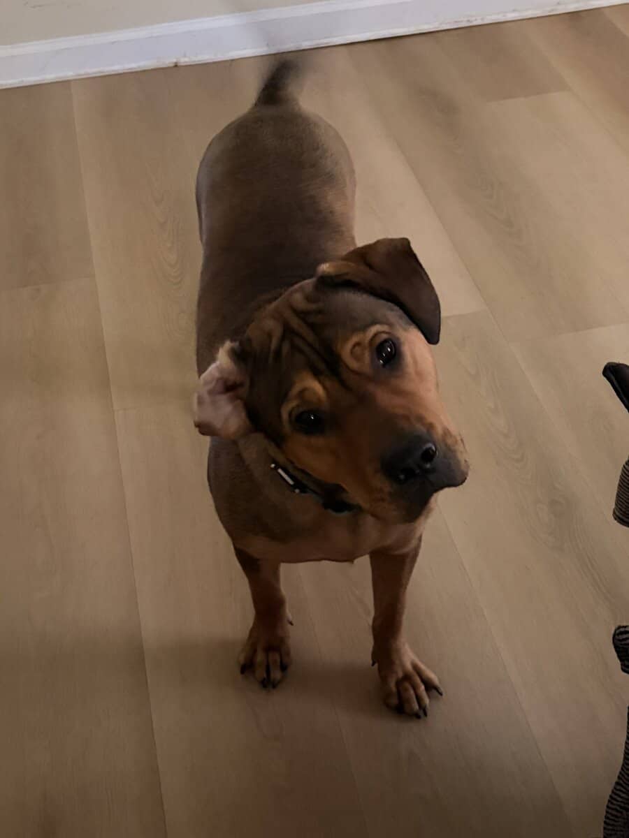 Barkley, Free to a Good Home image 1