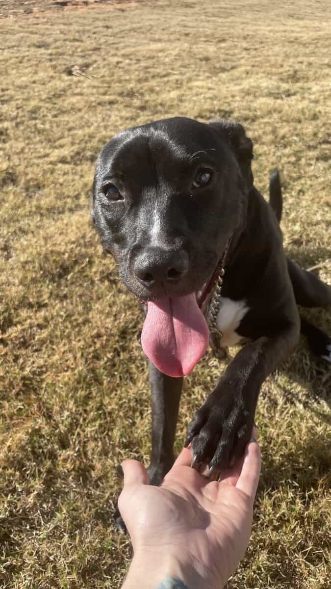 Puppy puddin pop image 3