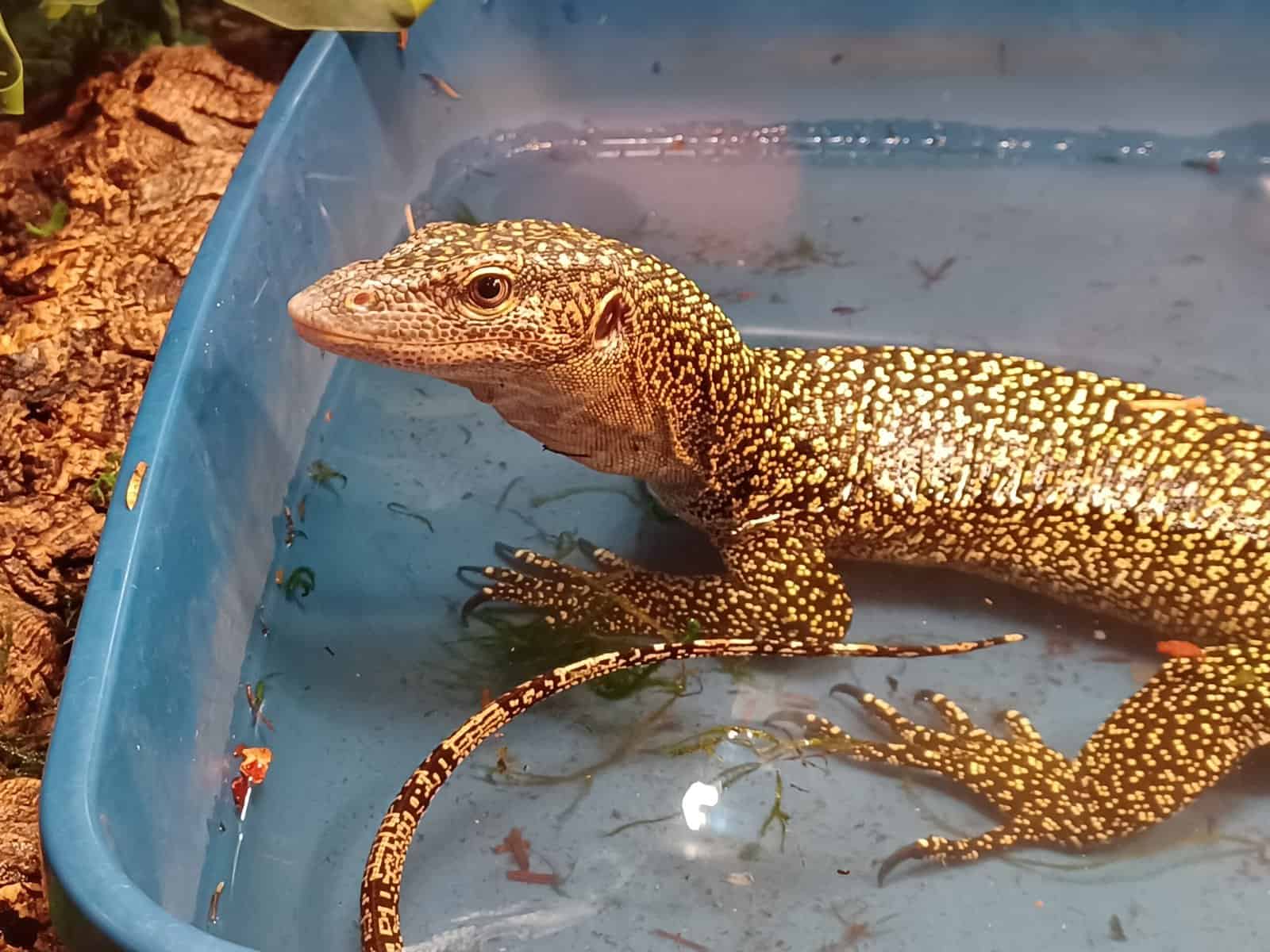 Mangrove Monitor for Sale image 2