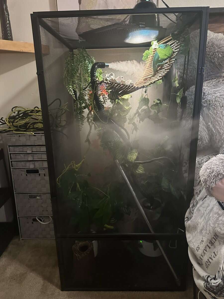Chameleon and enclosure image 4