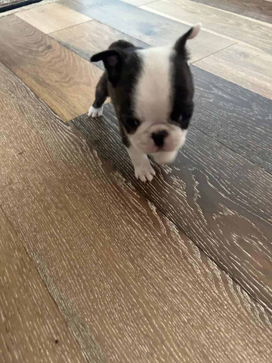 Bugg Puppies image 9