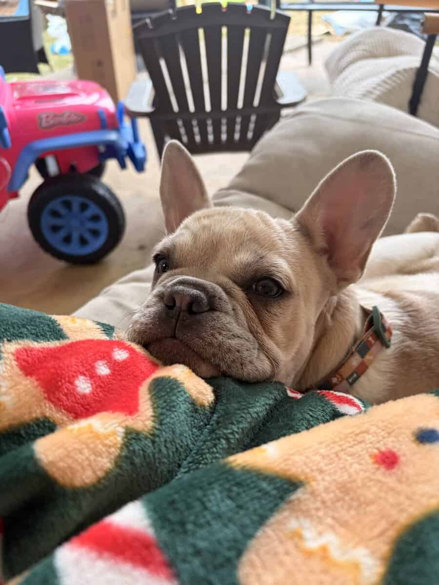 Frenchies image 4