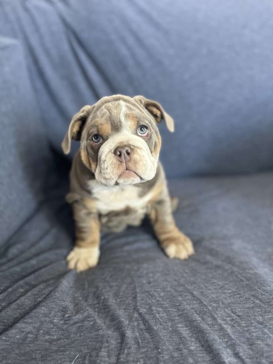 English Bulldog puppies image 6
