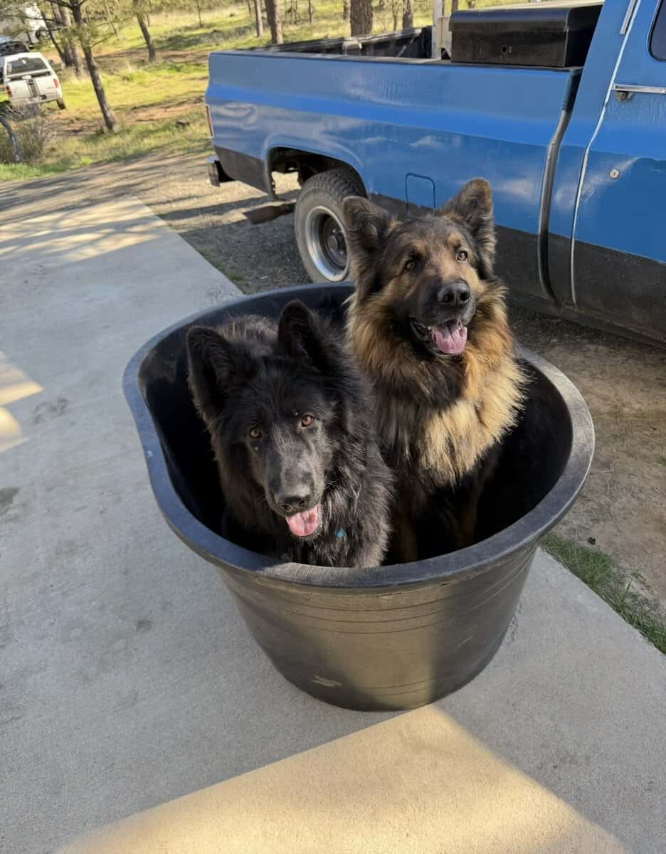 German Shepherds image 7