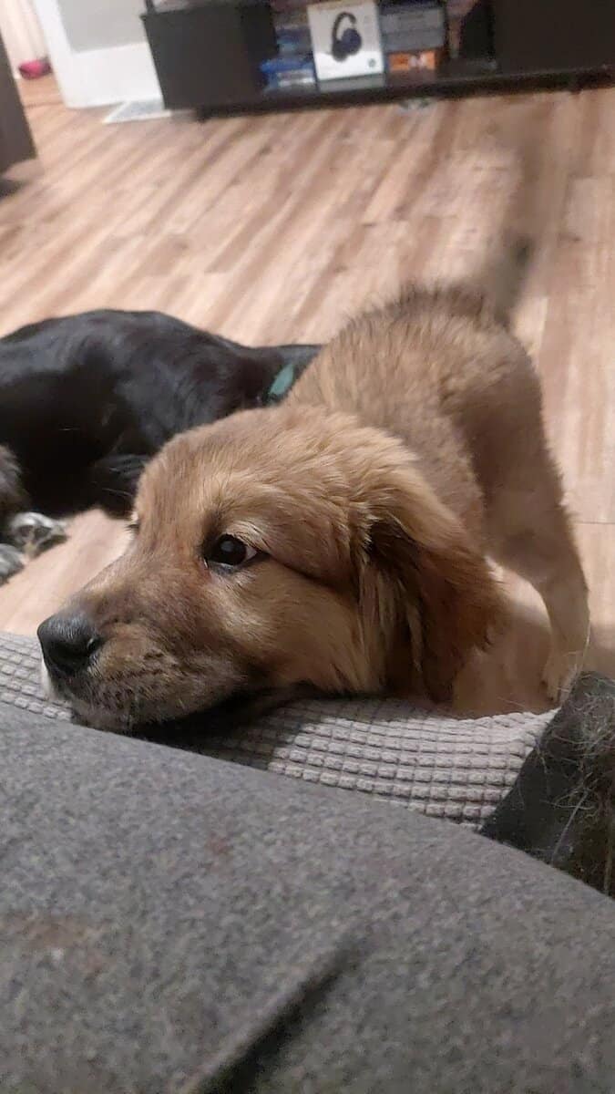 3 Month old puppy, last of the litter! image 4