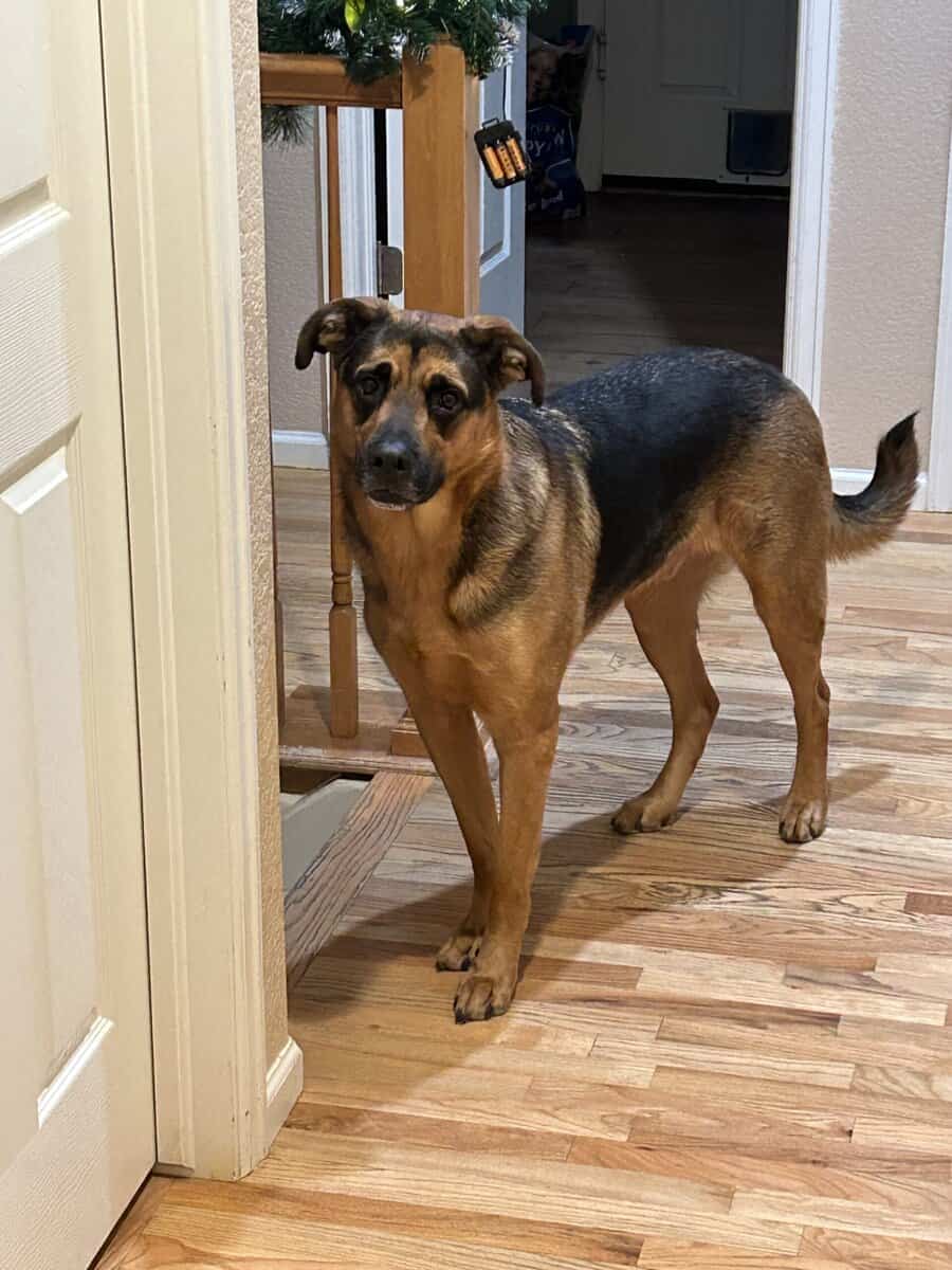 Rehoming Dog image 1