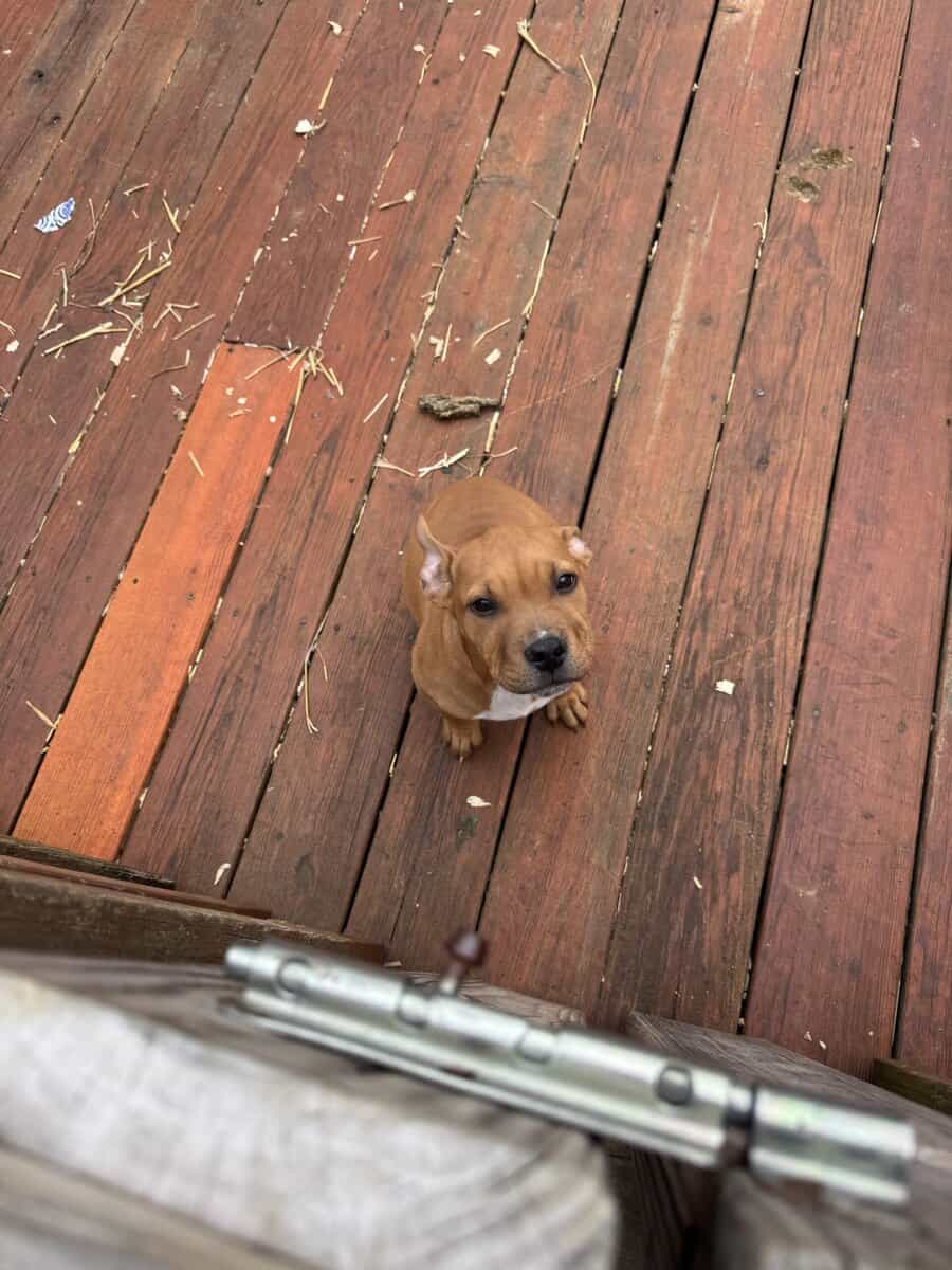10 week old female American bully / pit bull for s image 7