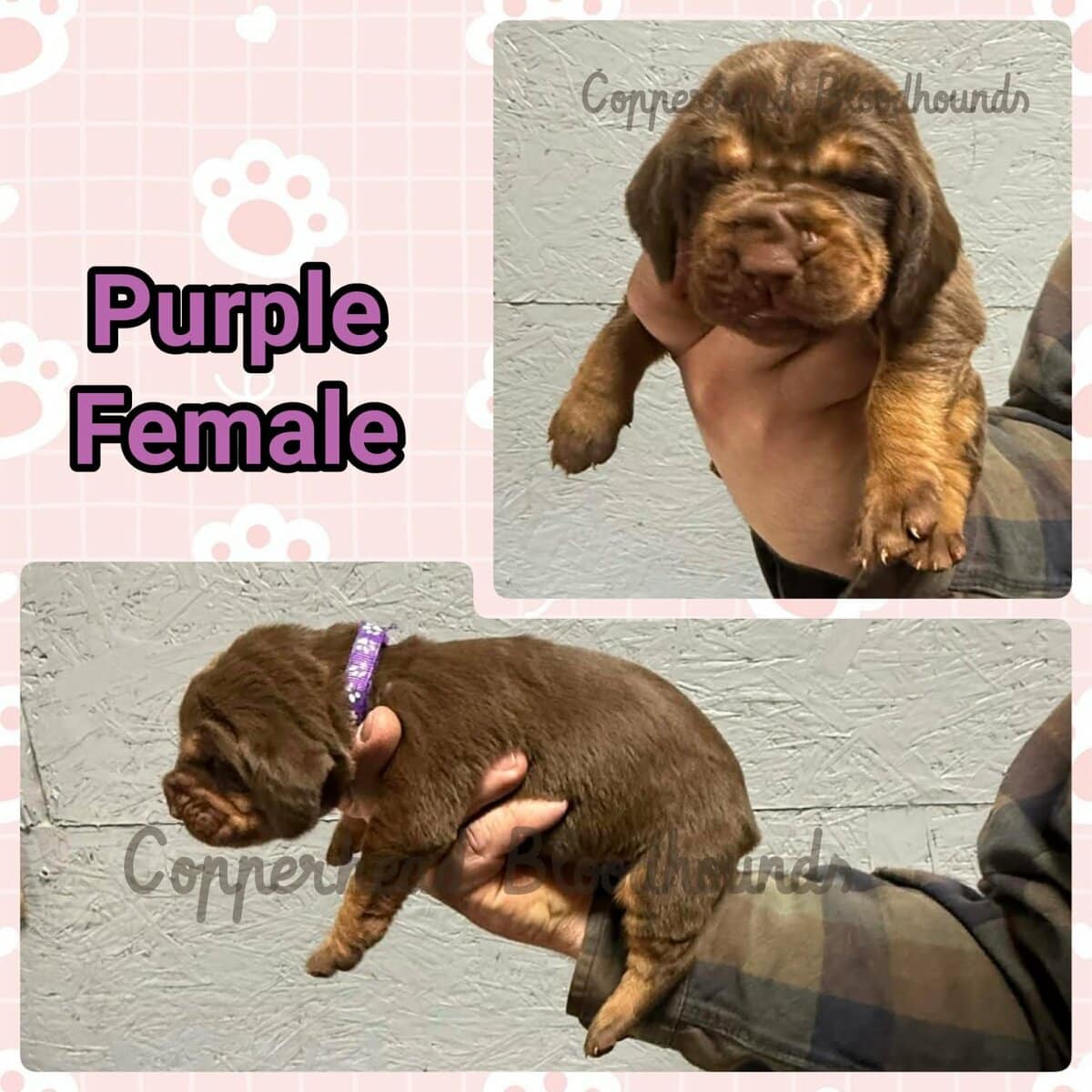 Copperhead Bloodhound Puppies image 2