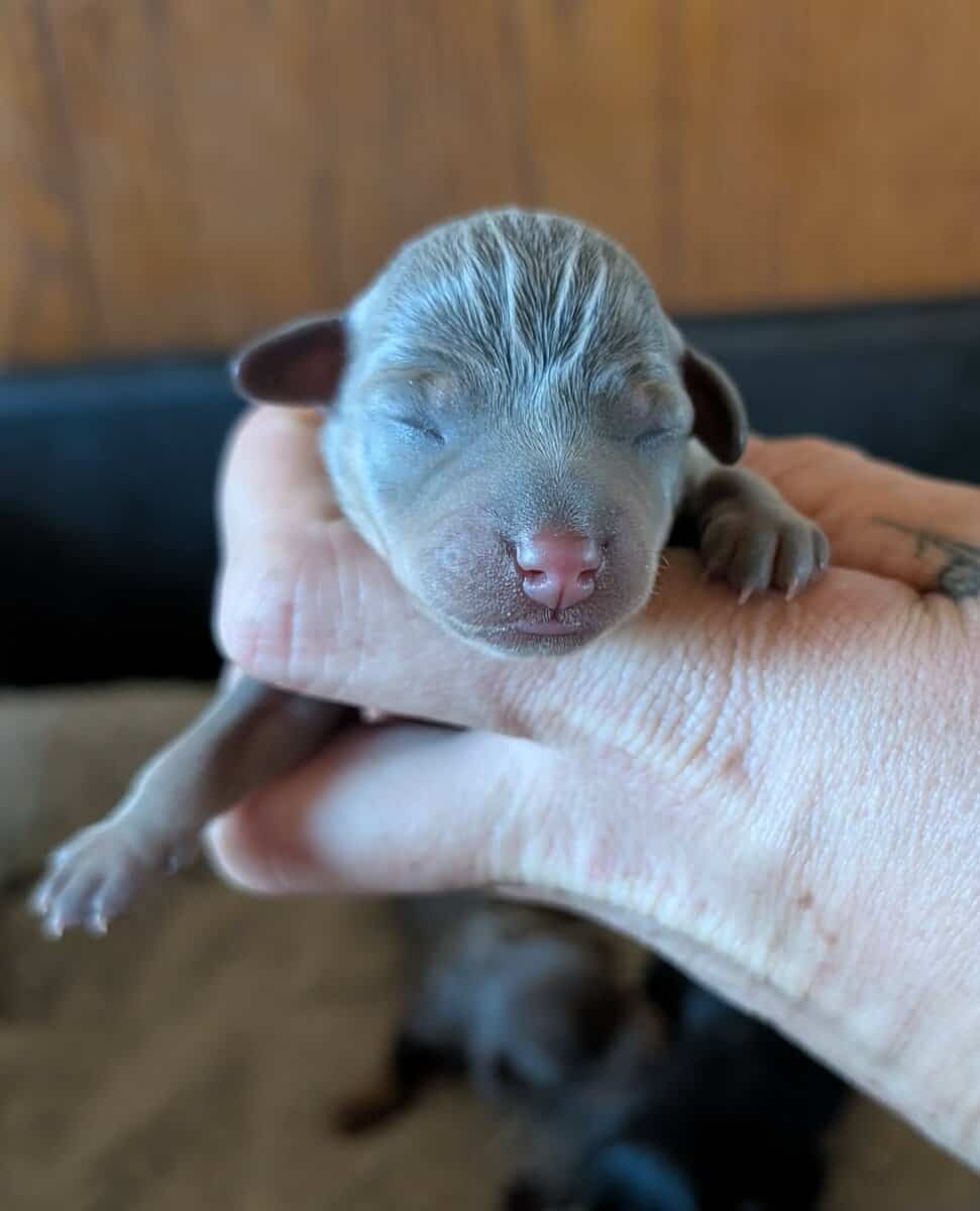 Min pins puppies image 3