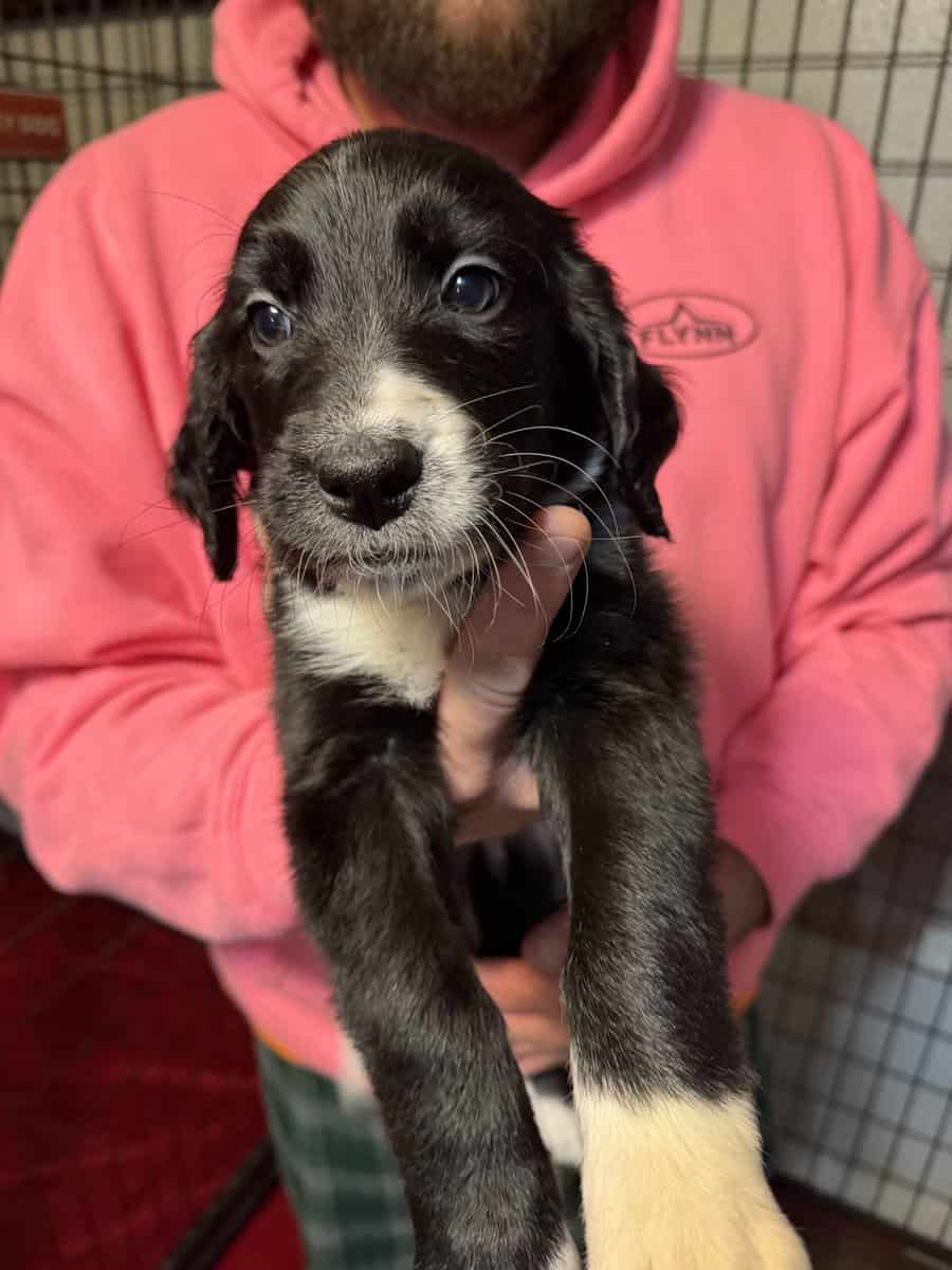 Great Dane mix puppies image 1
