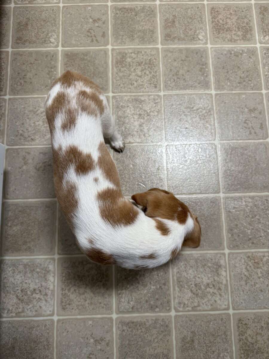 Beautiful Gold & White Beagle image 2