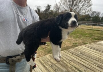 Sissy sweet collie mix