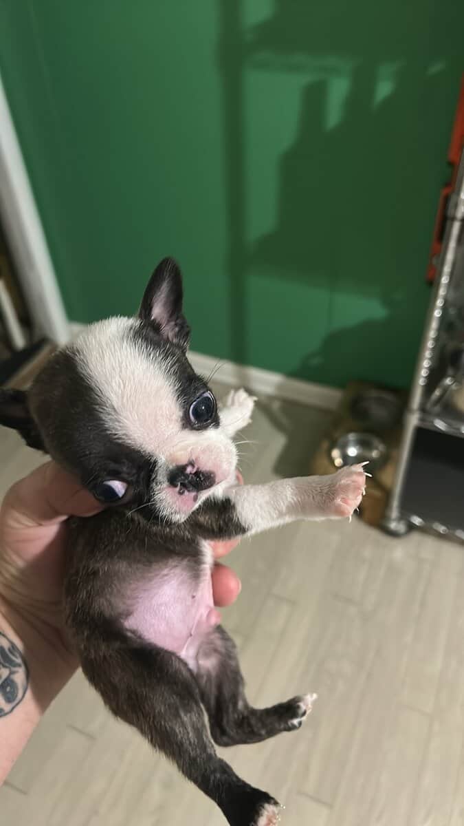 Bugg Puppies image 3