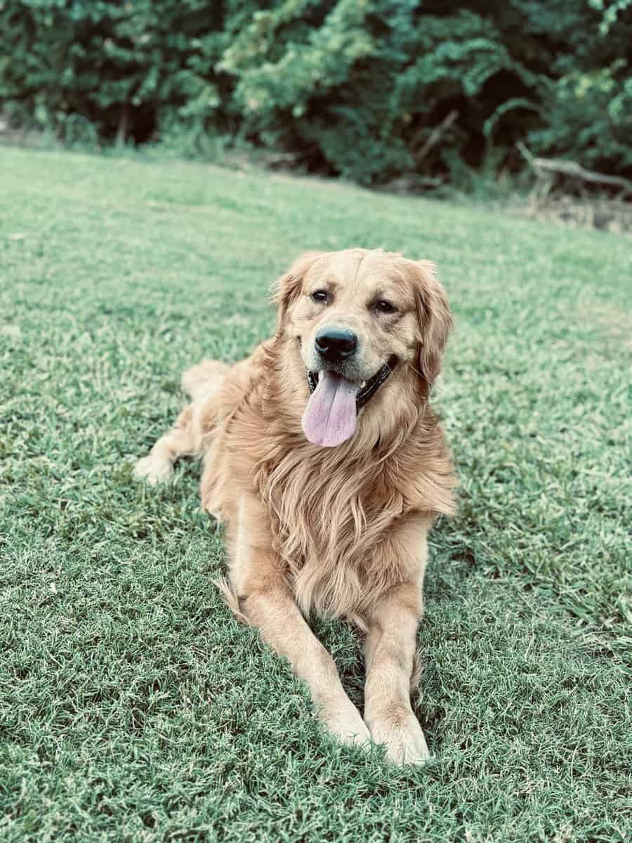 Loving 4-Year-Old Golden Retriever image 7