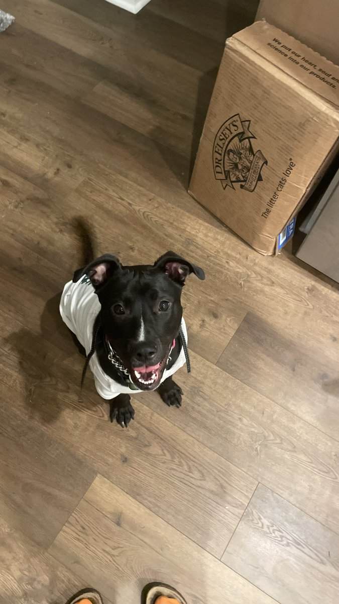 Puppy puddin pop image 1