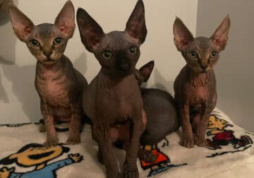 Sphynx Kittens