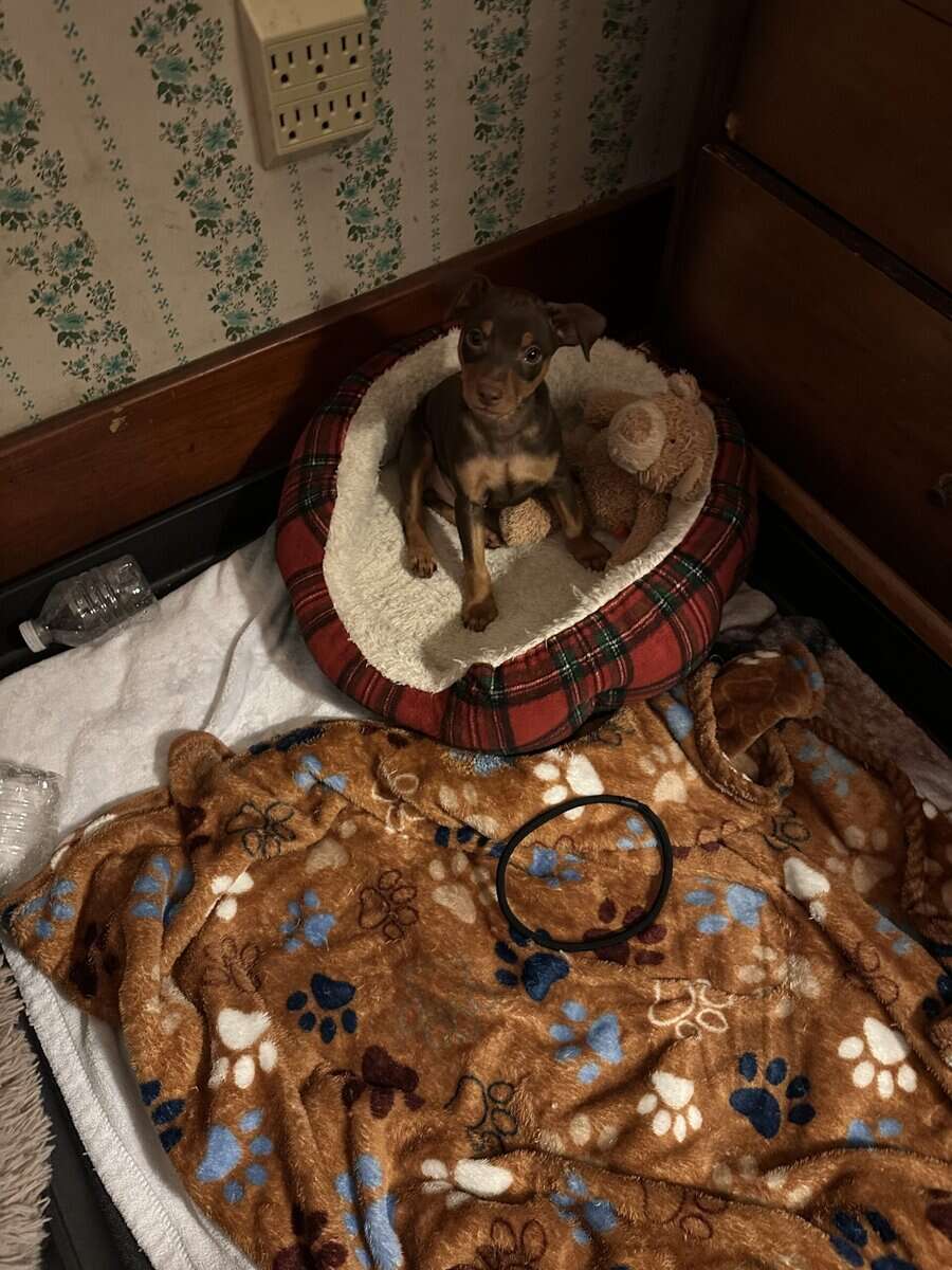 Min pin puppies image 4