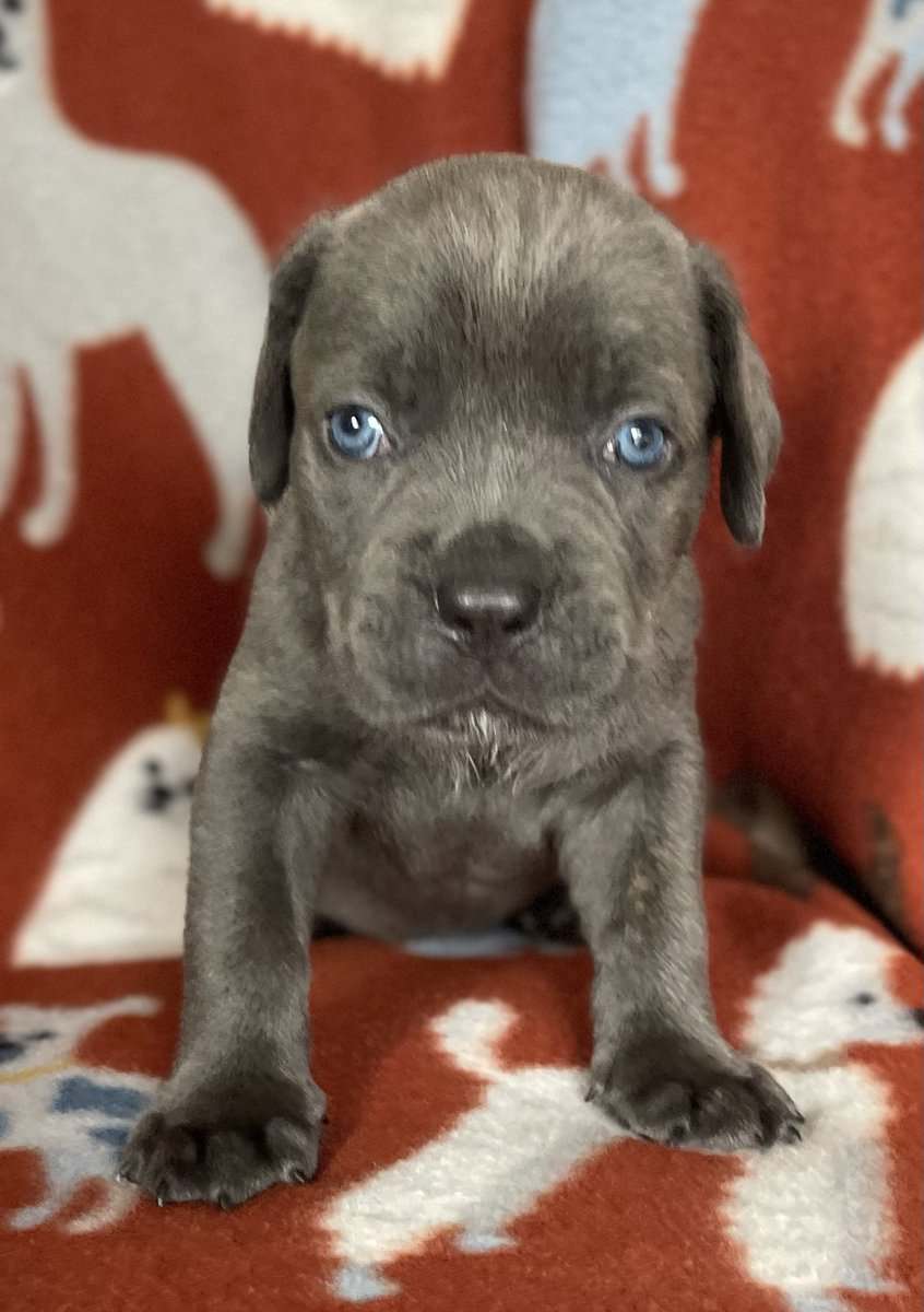 Cane Corso (started on basic commands) image 2