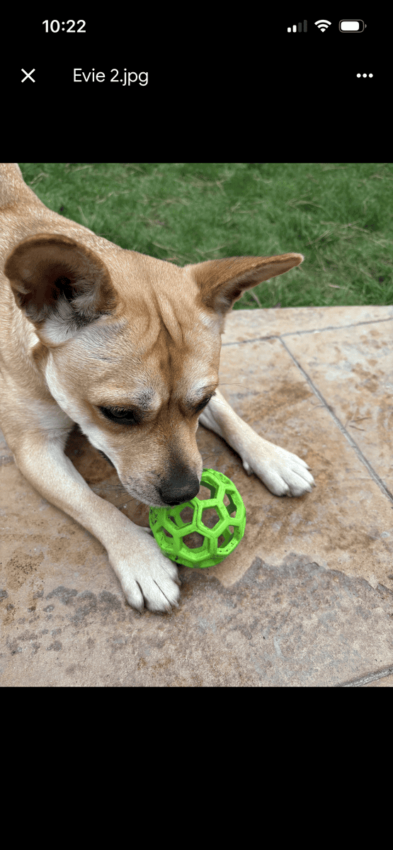 Meet Evie- Adorable, fun Frenchie mix seeking home image 4