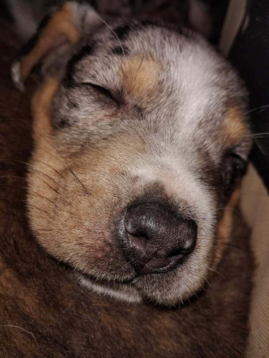 Heeler, collie , and mastiff image 7