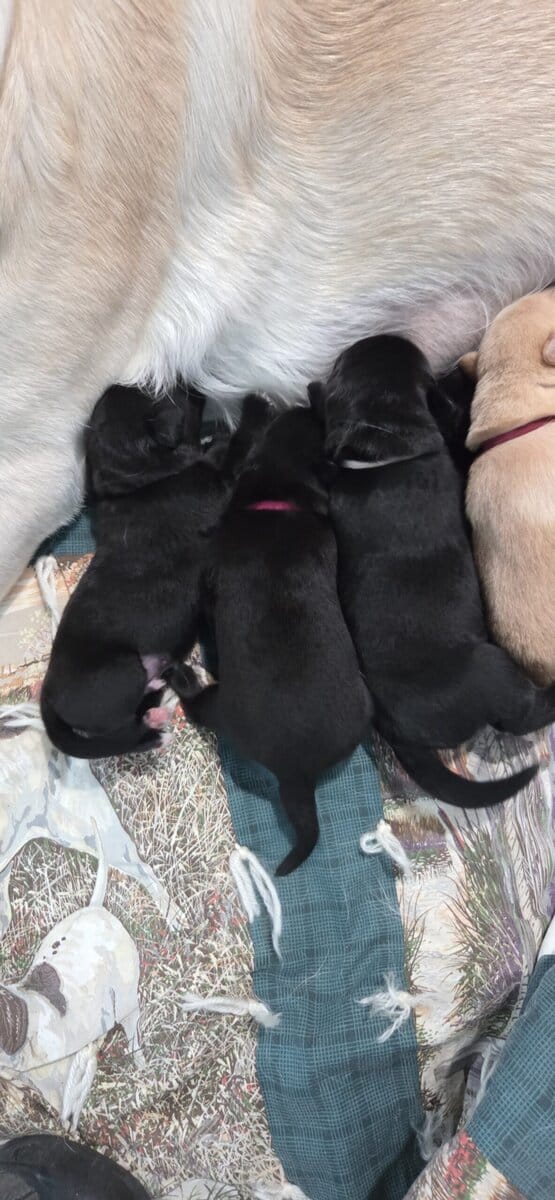 Labrador Retriever/Border Collie Puppies For Sale image 4