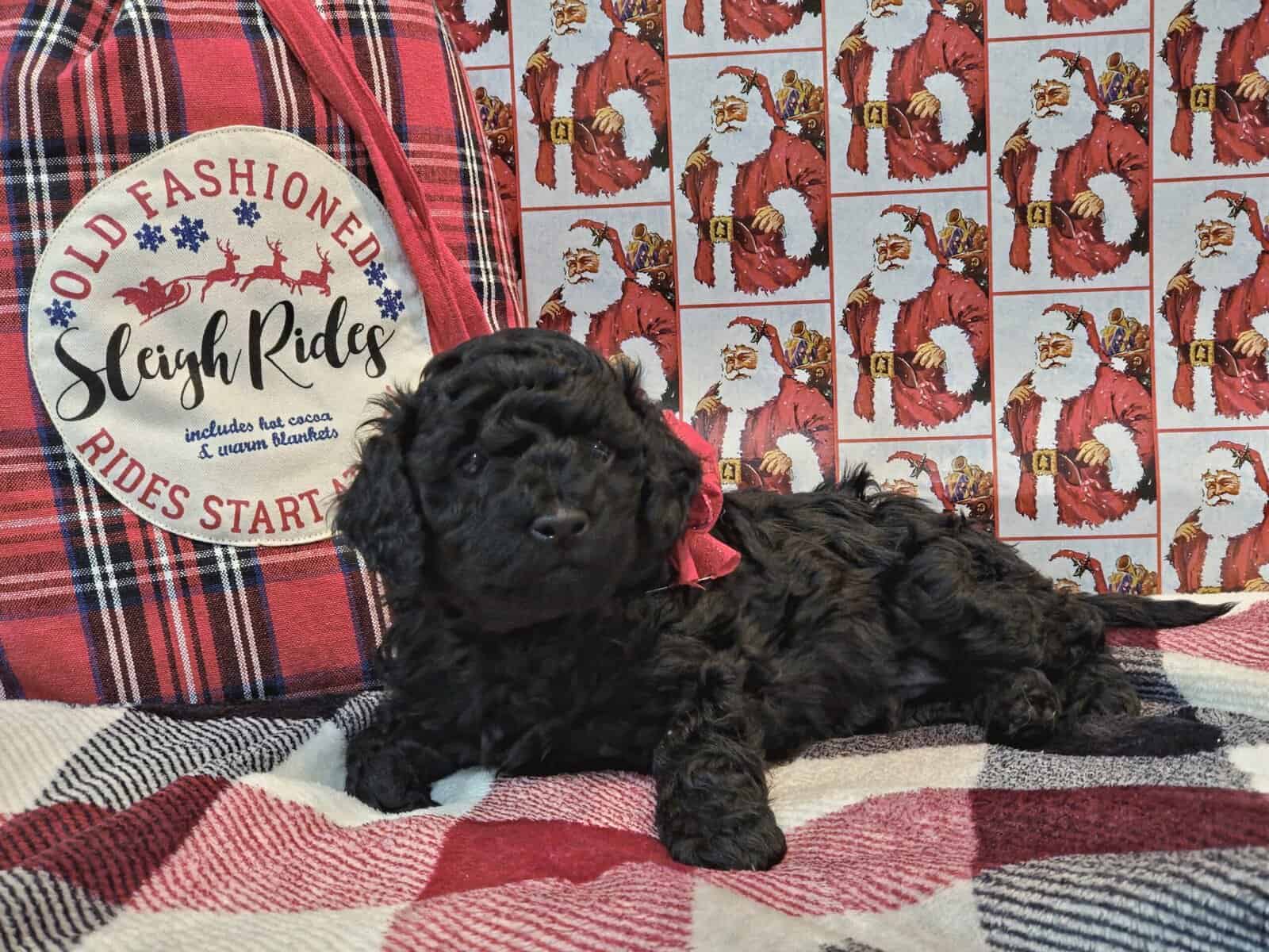 Mini Goldendoodle Puppies image 1