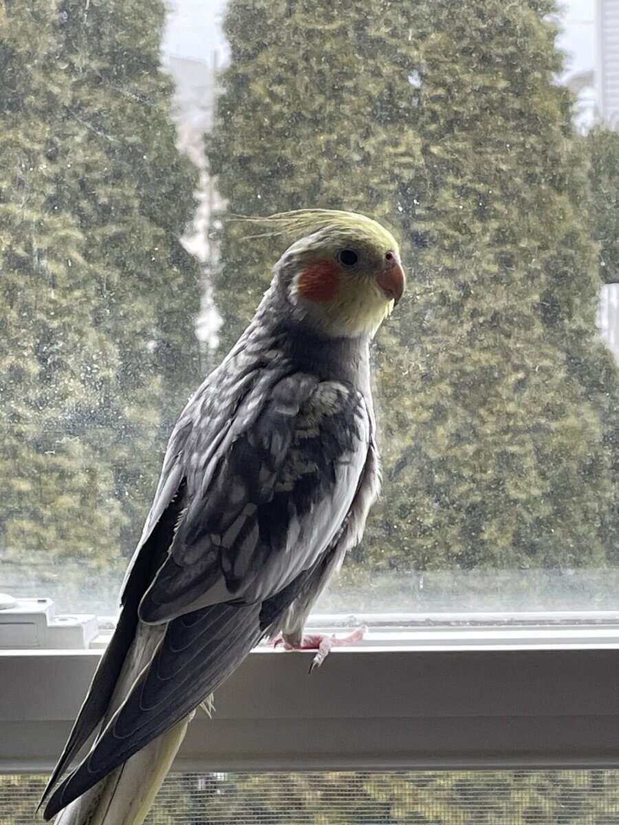 Cockatiels for sale image 3