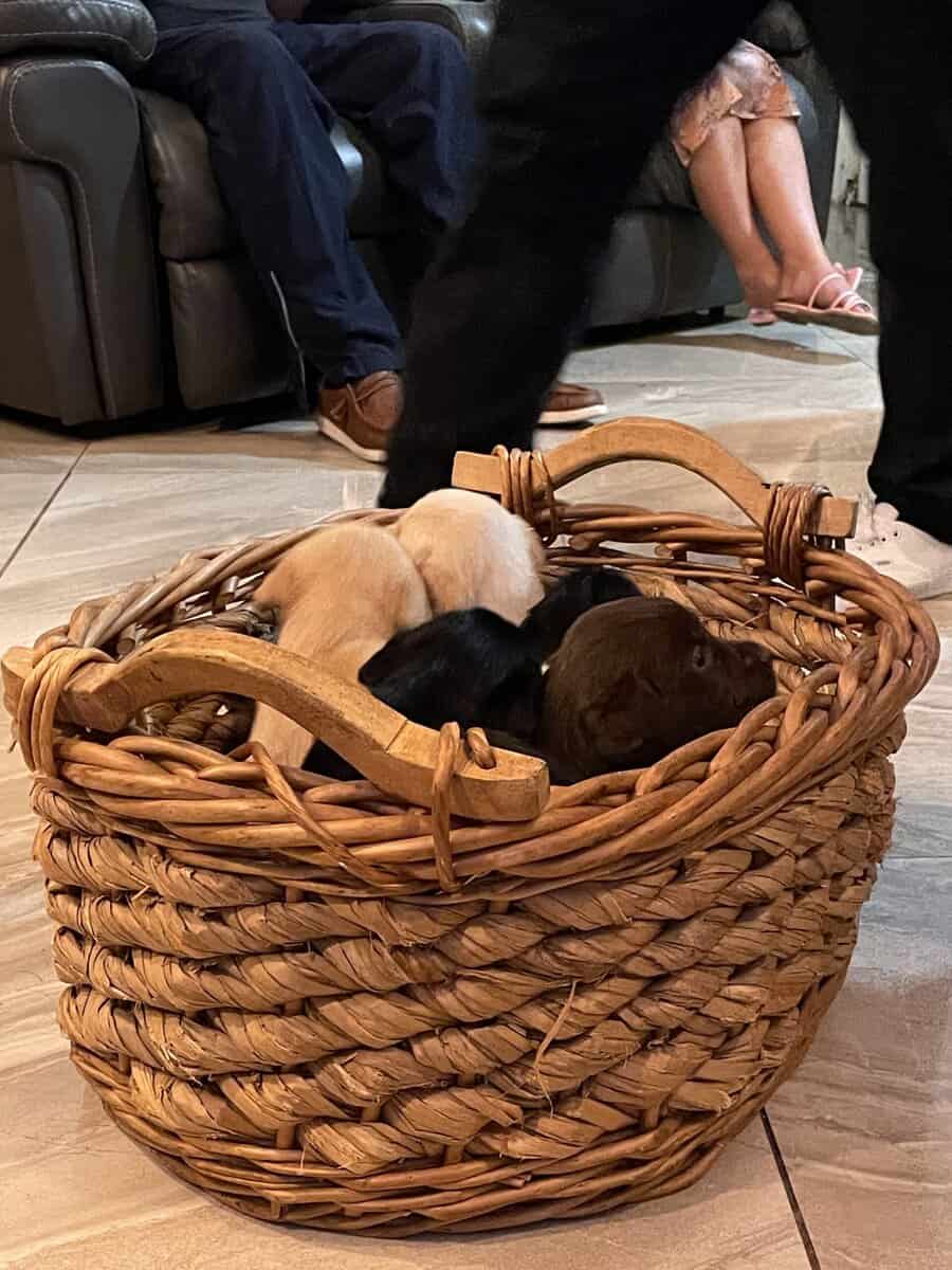 11 Labrador retriever puppies image 2
