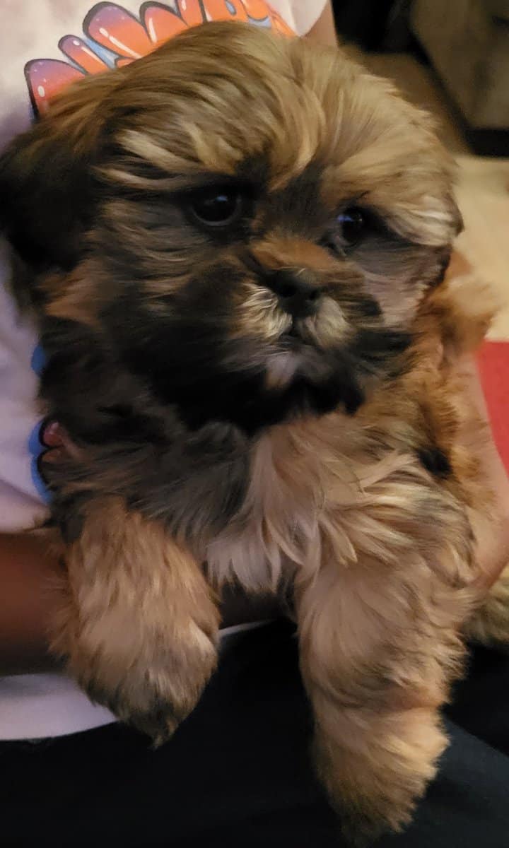 Shihtzu image 1