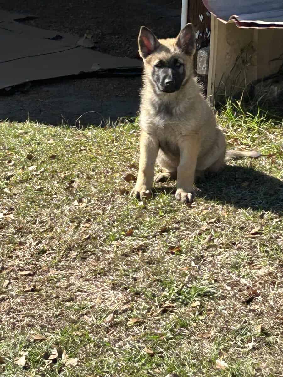 German Shepherd Puppies image 3