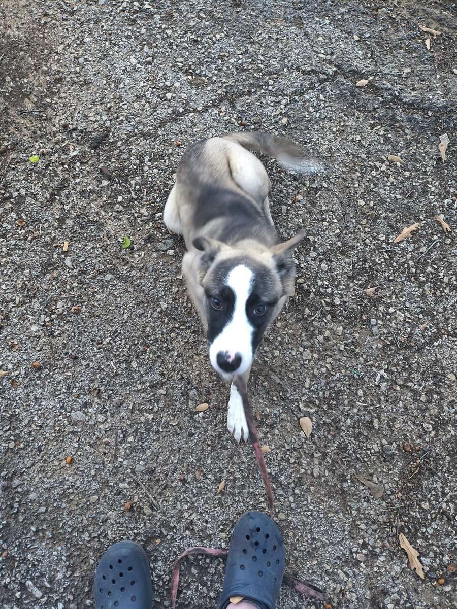 Needs a new loving home can't afford anymore image 1