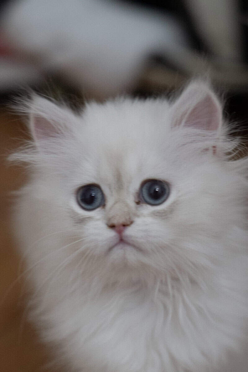 Adorable British Longhair Golden Blue Point image 2