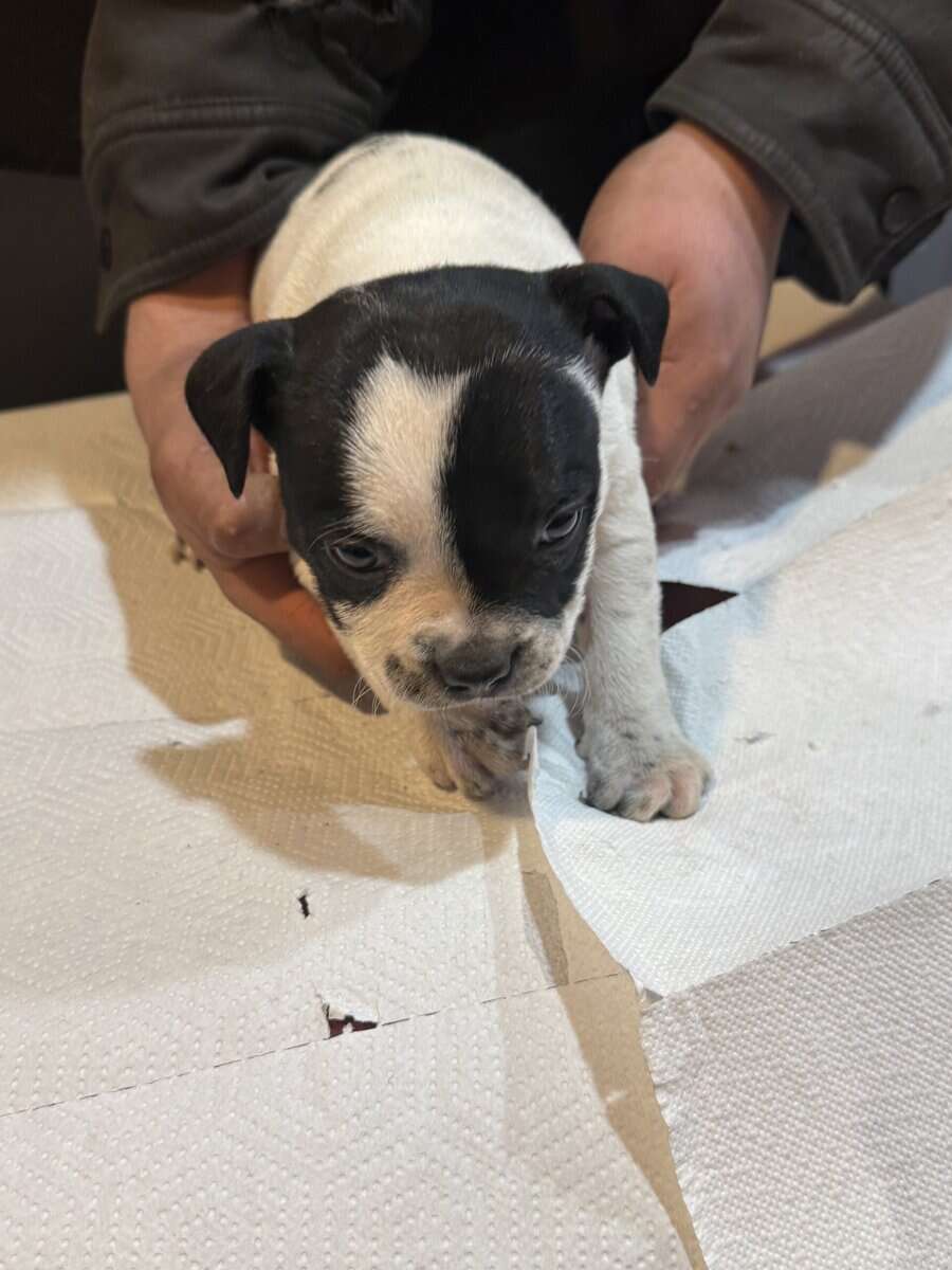 Stafforsdshire bull terrier the nanny dog image 14