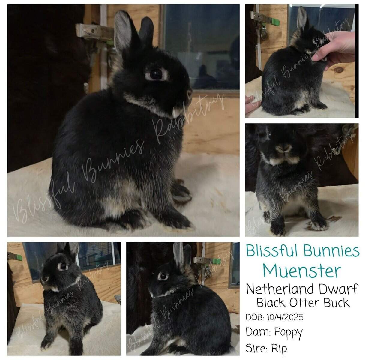 Showable Netherland Dwarf buck image 1
